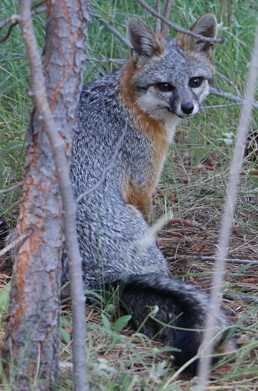 Fox SierraHS 2