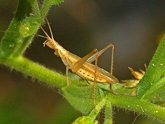 Oecanthidae Oecanthus pellucens