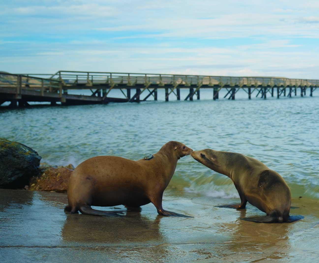 SeaLions