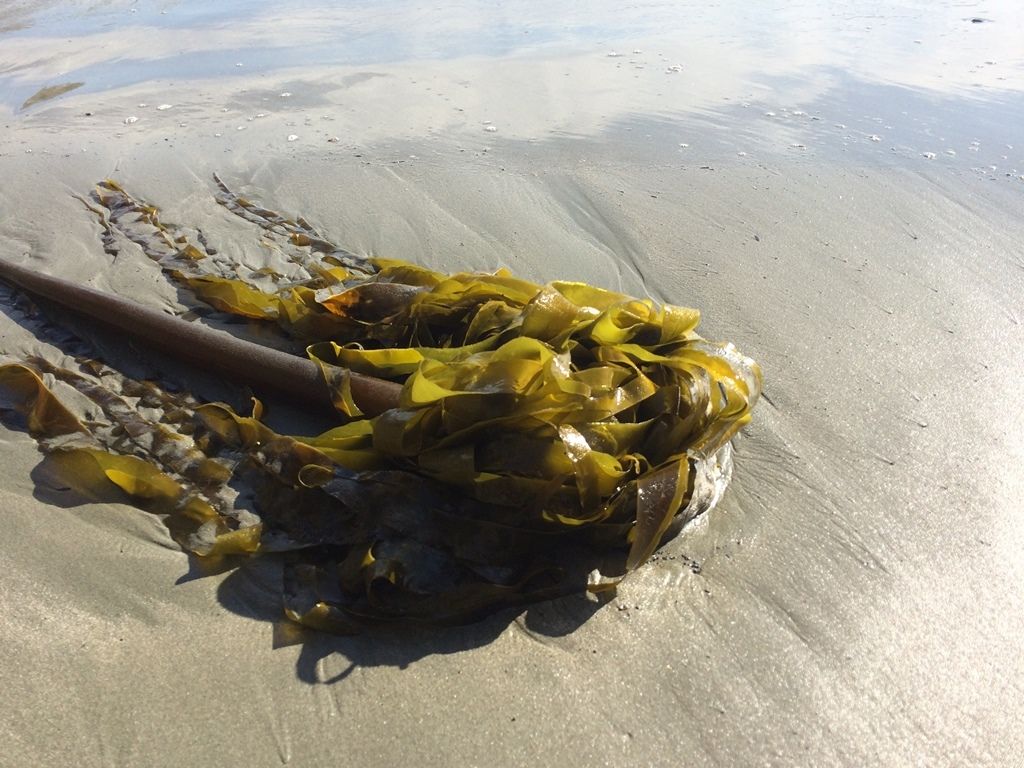 Seaveggies1