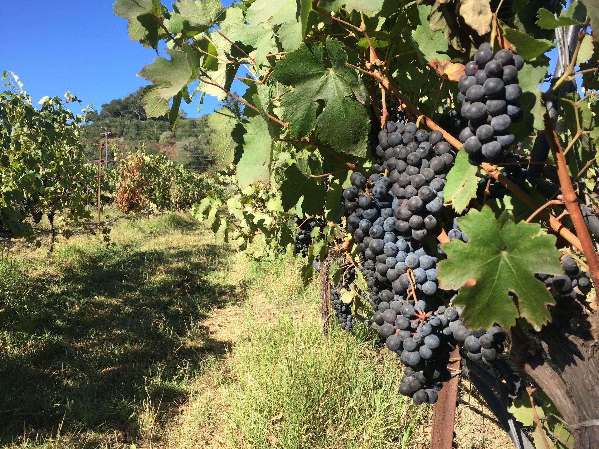 Vineyard