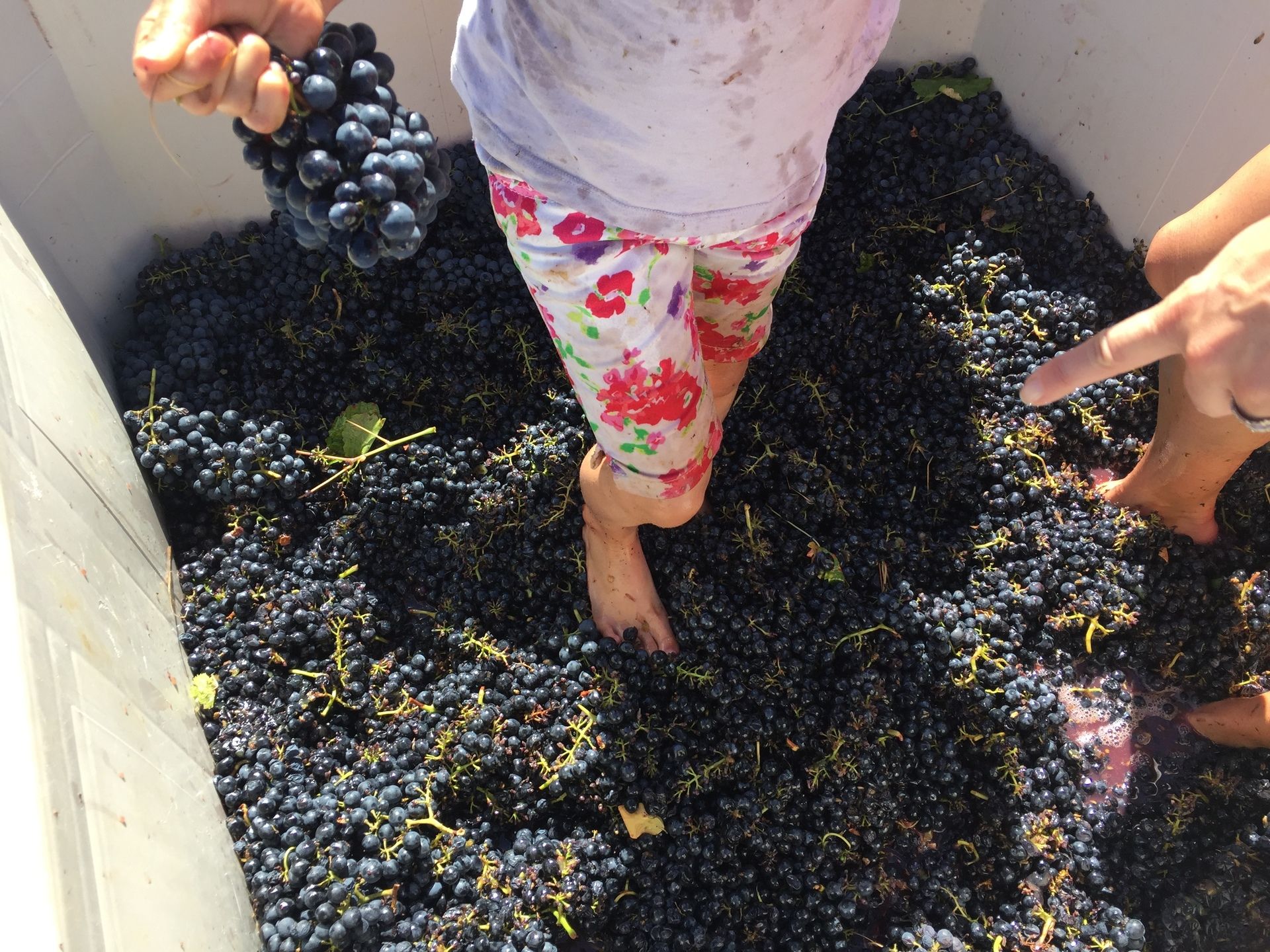 grape stomp 2 1