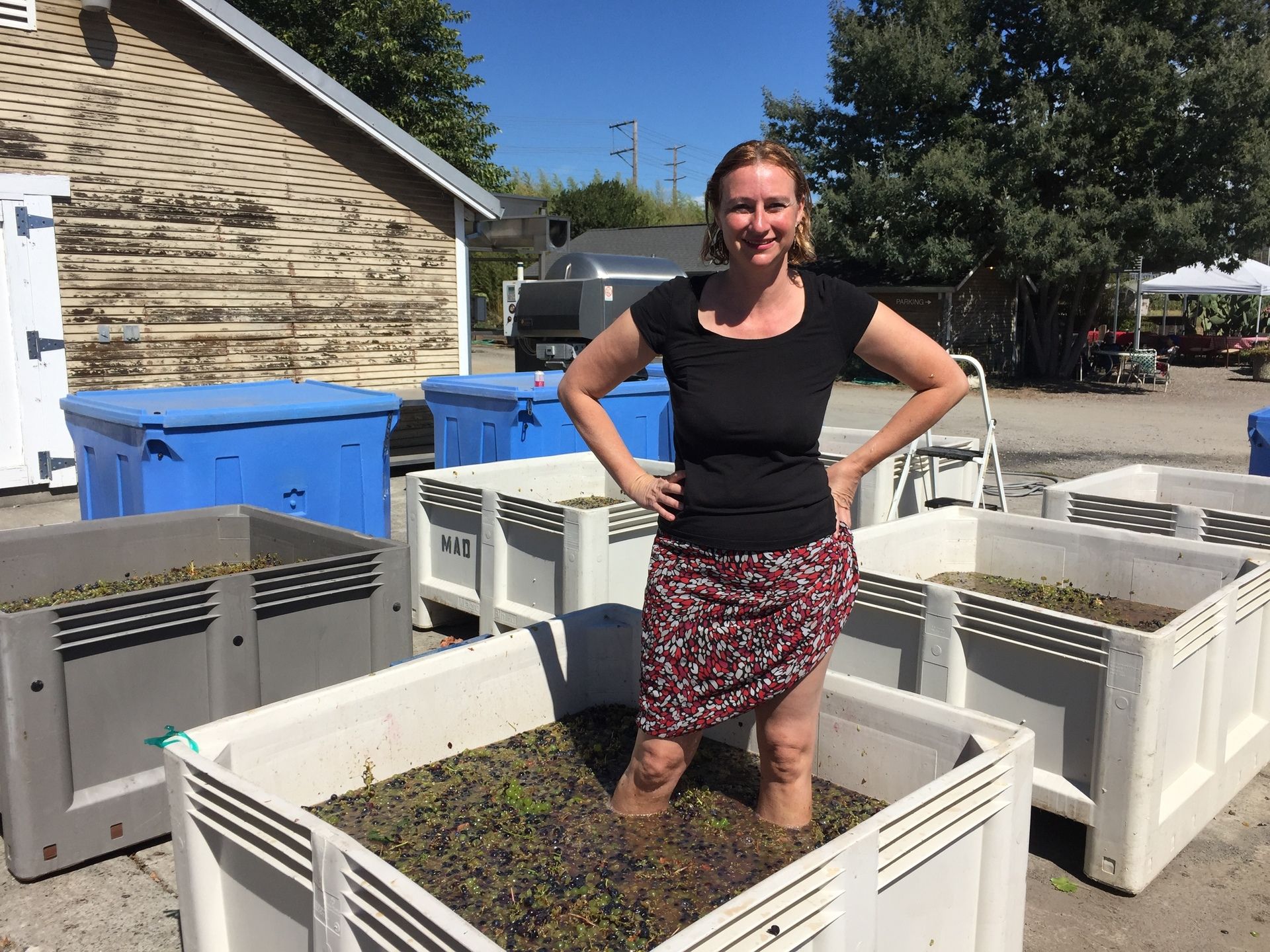 grape stomp 2 2