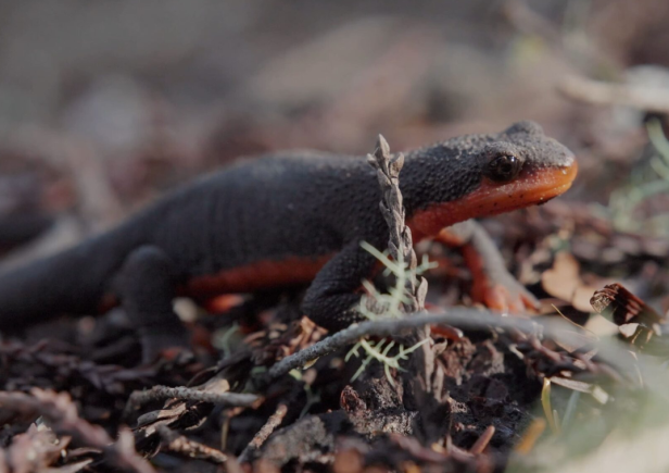 Newt