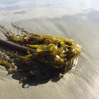 Seaveggies1