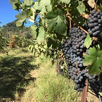 Vineyard
