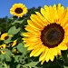 Sunflowers sunflower