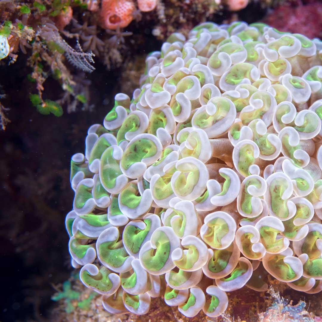 Coral