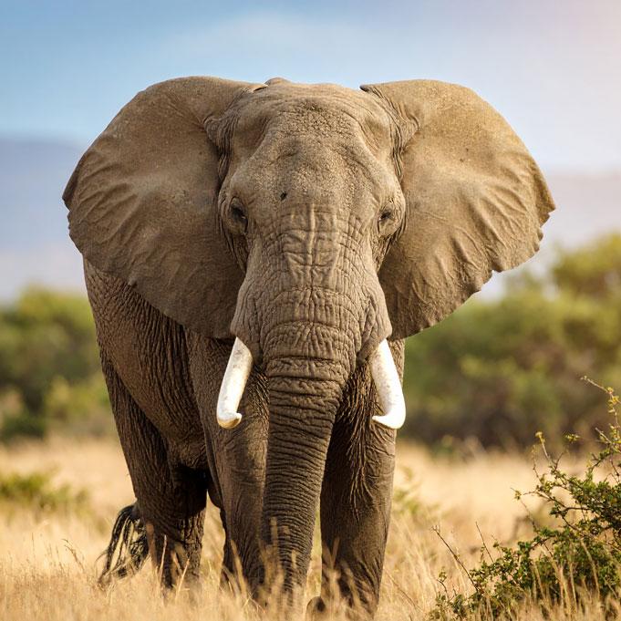 Elephant