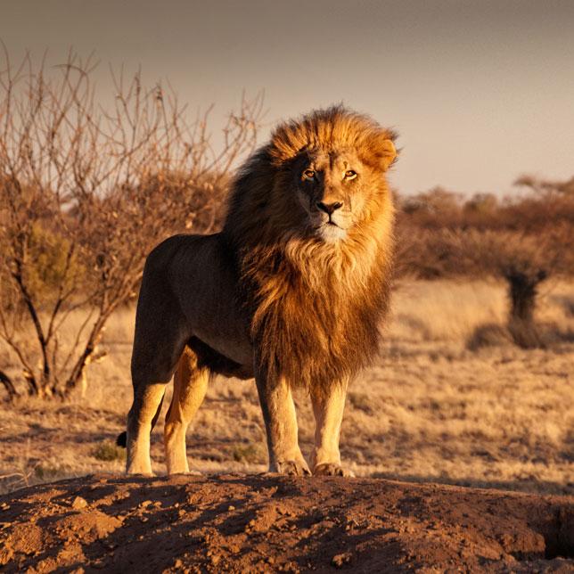 Lion