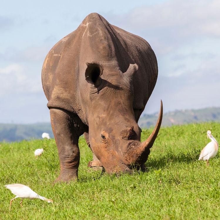 Rhino