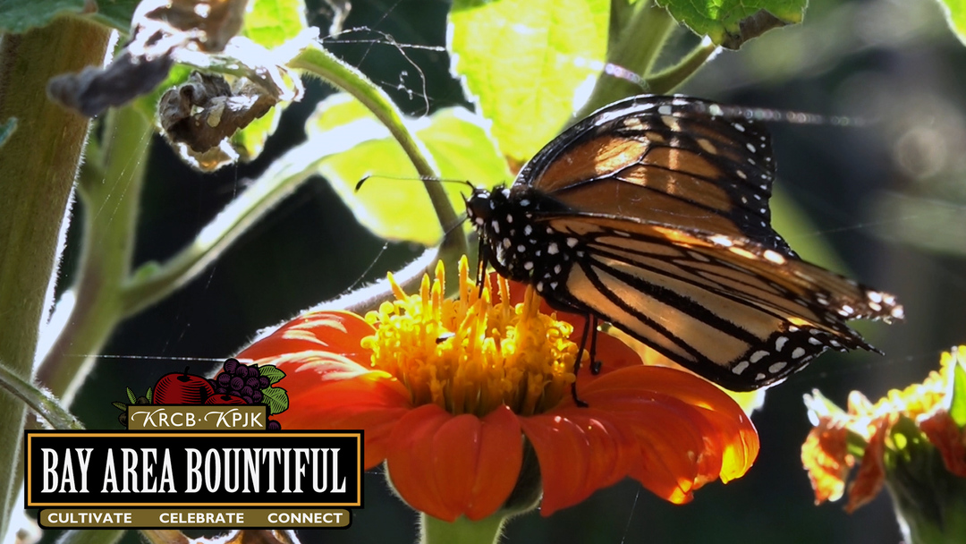 Bay Area Bountiful: Winter Wild