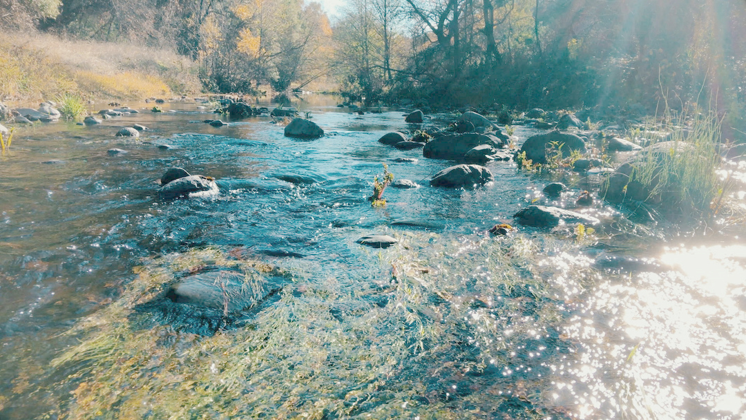 Swimming Upstream