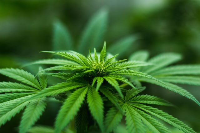 Grow Rules