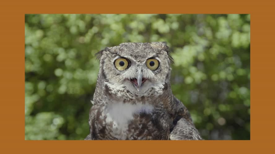 Owls CritterCam