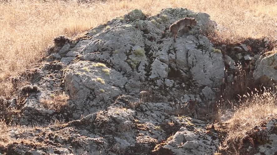 Bobcat CritterCam