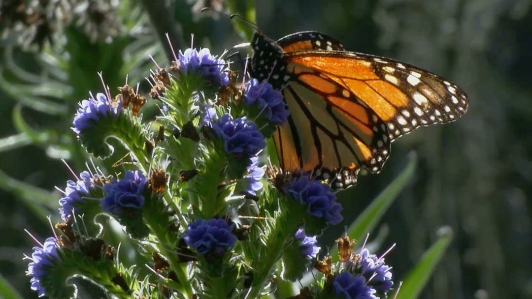 Butterfly Town