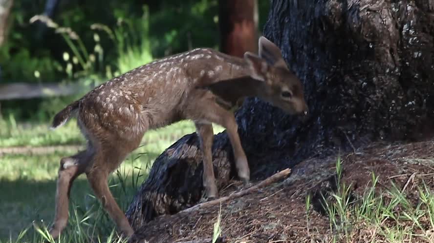 Deer CritterCam